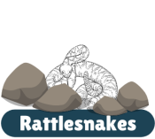 Rattlesnakes in NV