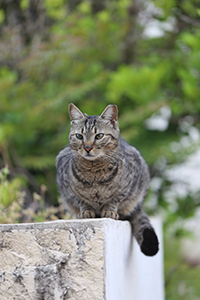 A group of cats outdoors