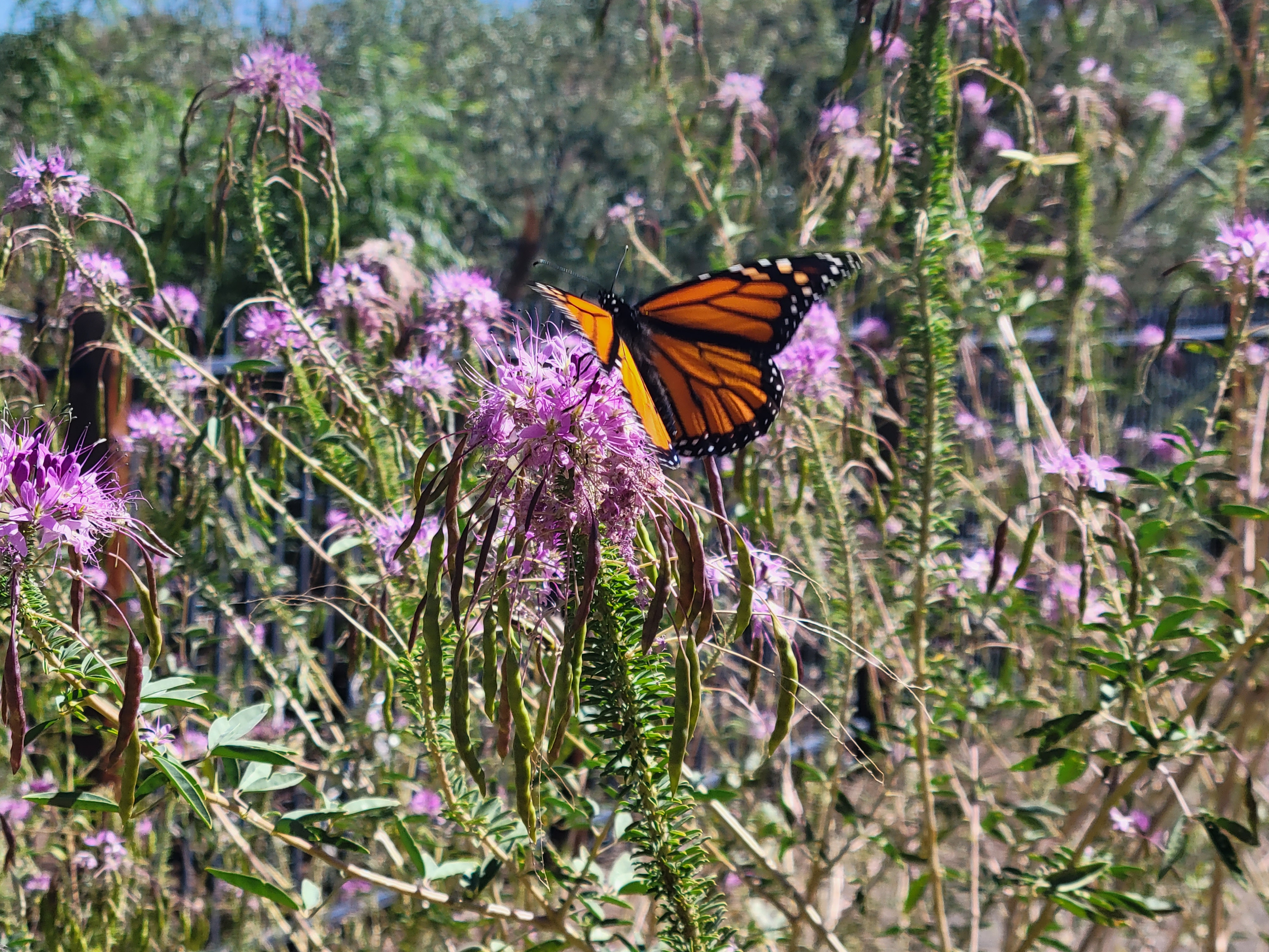 Butterfly