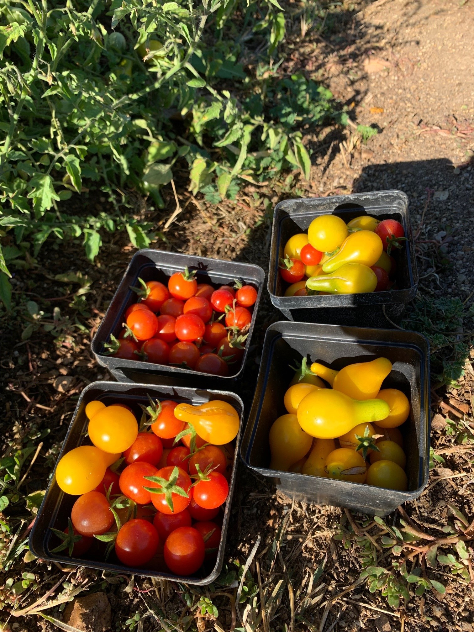 tomatoes image