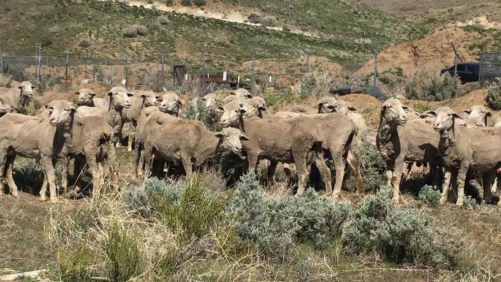 sheep grazing