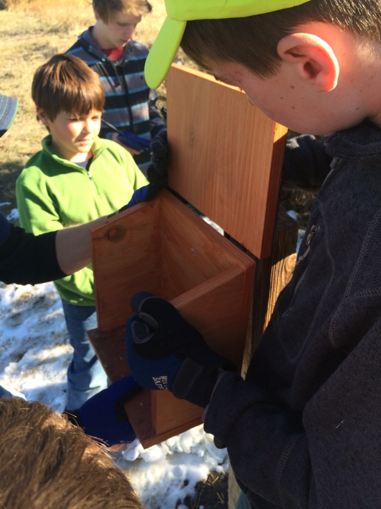 Building dog boxes