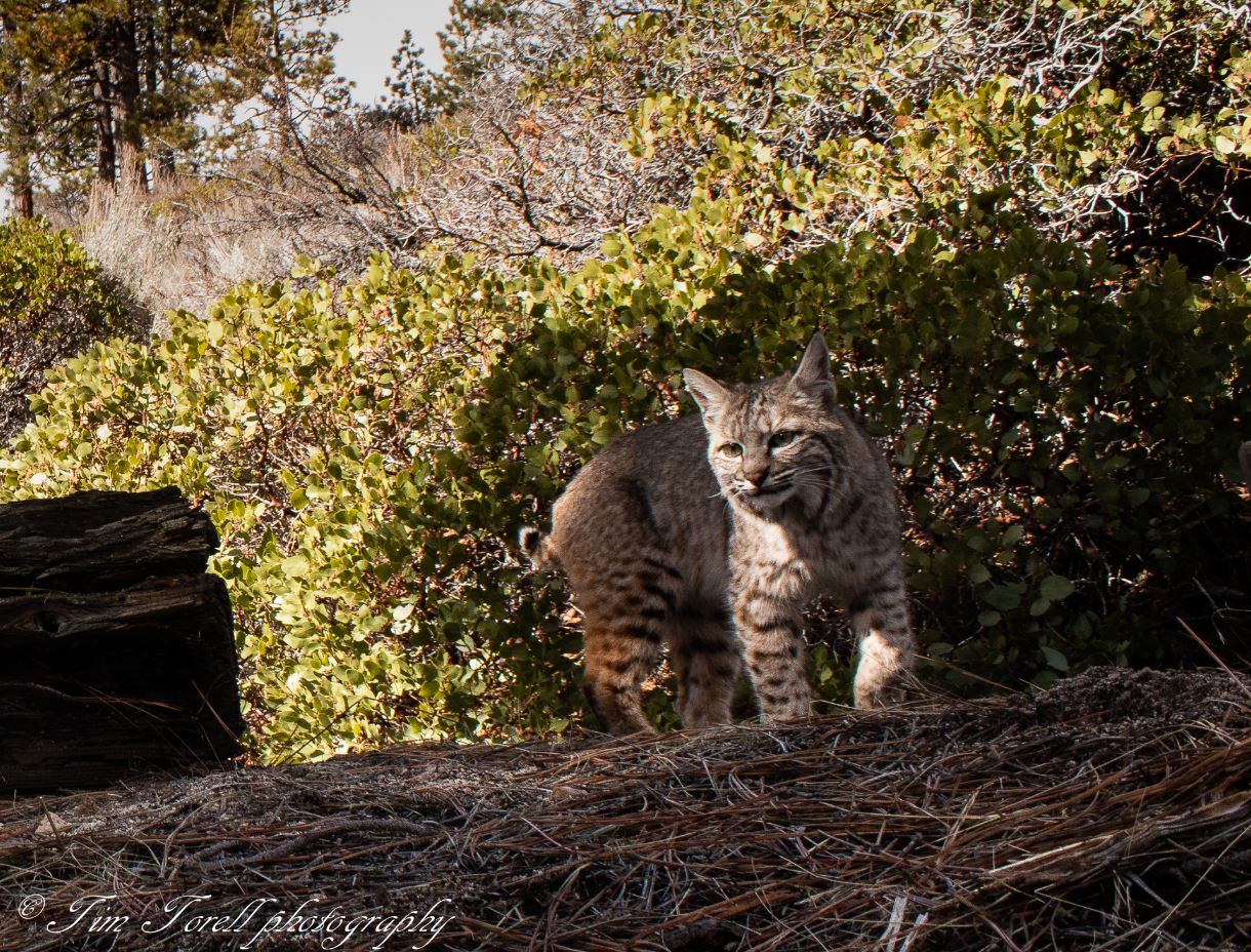 Bobcat