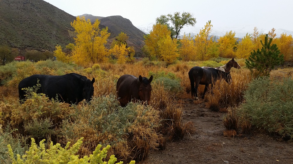 Wild Horses