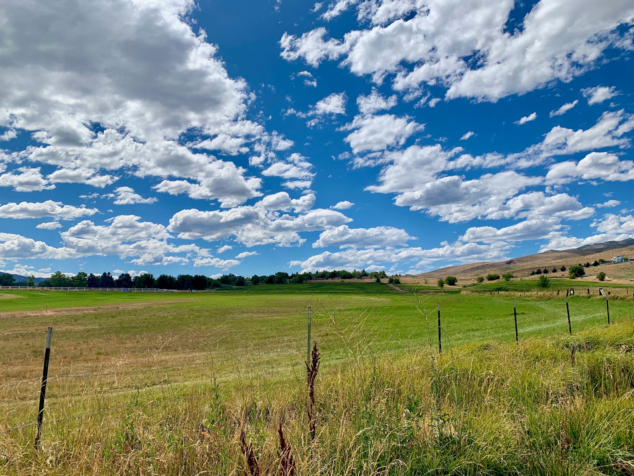 Pasture
