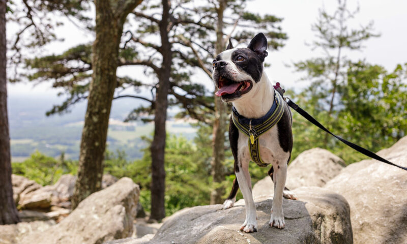 Image of dog on leash
